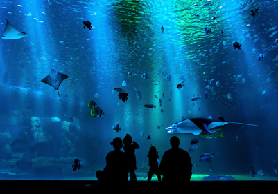 aquarium saint-malo